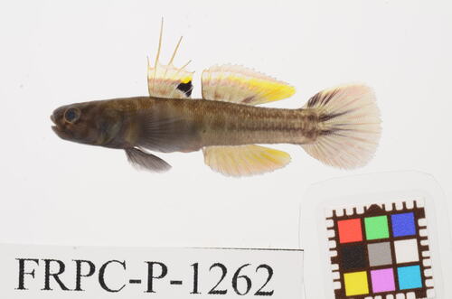 Mugilogobius abei