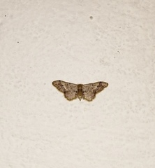 Idaea violacea