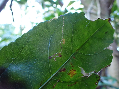 Philodoria hibiscella observed 2025-12-04