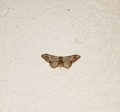 Idaea violacea