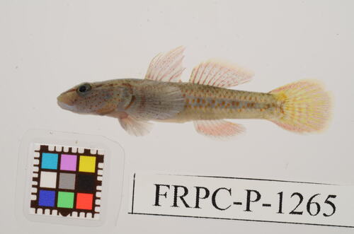 Rhinogobius flumineus