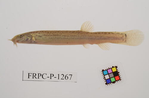 Misgurnus anguillicaudatus