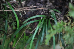 Haplopteris anguste-elongata