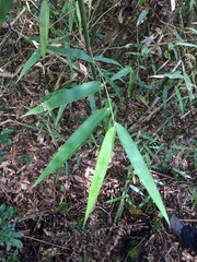 Merostachys