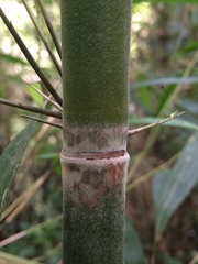 Merostachys