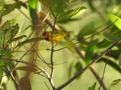 Setophaga petechia aequatorialis
