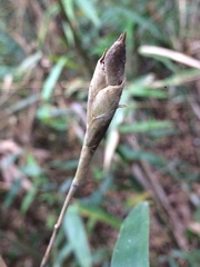Merostachys