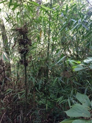Merostachys