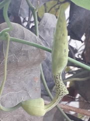 Aristolochia tentaculata