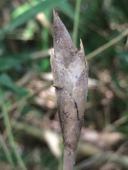 Merostachys