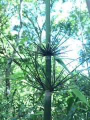 Merostachys