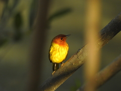 Setophaga petechia aequatorialis