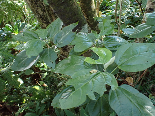 Hibiscus arnottianus