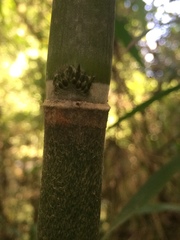 Merostachys