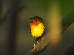 Setophaga petechia aequatorialis