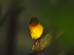 Setophaga petechia aequatorialis