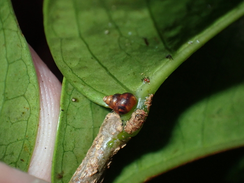 Auriculella observed 2025-12-04