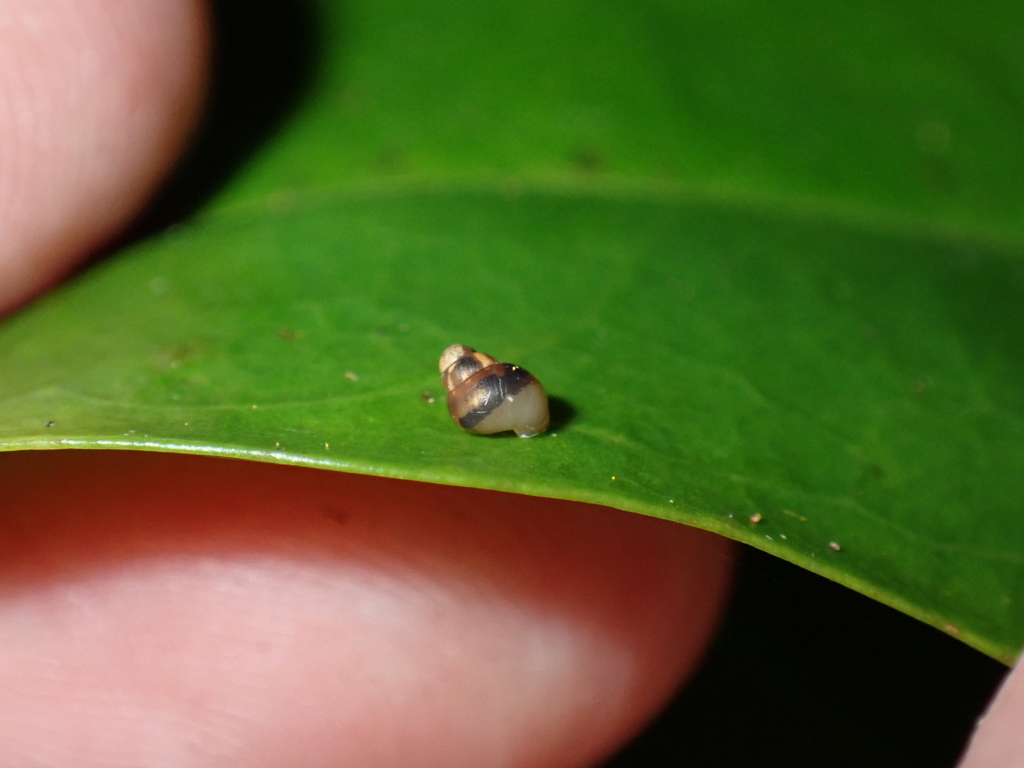 Auriculella perpusilla