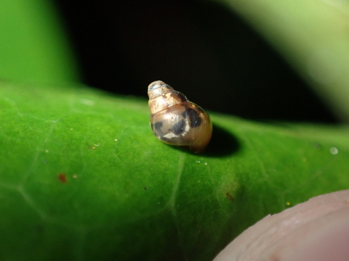 Auriculella observed 2025-12-04