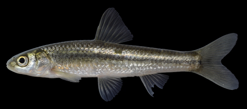 Langlijf-grondel (Gnathopogon elongatus) — Cyprinidae