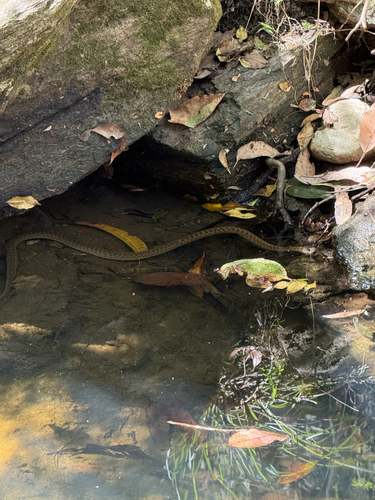 Common keelback sighting