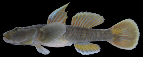 Lizard goby (Rhinogobius flumineus) — Gobiidae — 3
