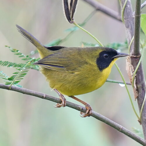 Olive-crowned Yellowthroat (Geothlypis semiflava), photo 6