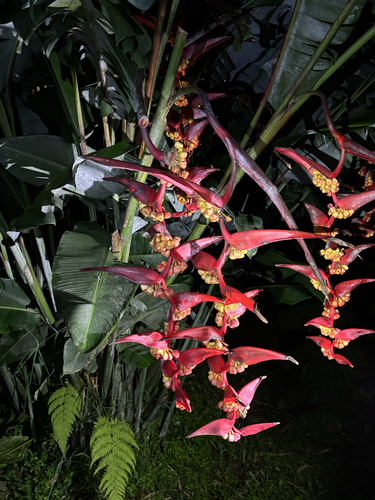Platanillo (Heliconia collinsiana)