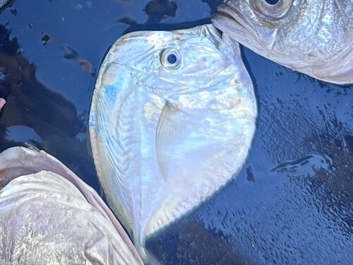 Selene setapinnis