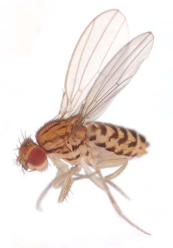 Unknown species found near Lisbon, IA, USA