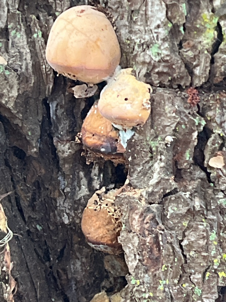 Cryptoporus volvatus · December 2025 · photo: © joqatana (iNaturalist, cc-by)