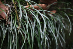 Haplopteris anguste-elongata