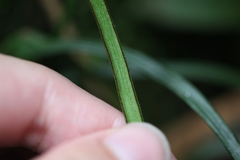 Haplopteris anguste-elongata