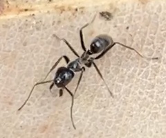 Iridomyrmex conifer