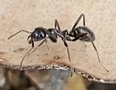 Iridomyrmex conifer