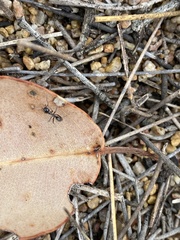 Iridomyrmex conifer