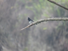 Sporophila luctuosa