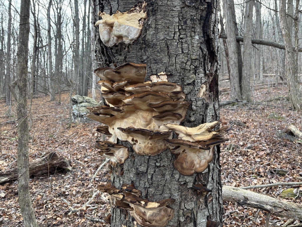 Ischnoderma resinosum · December 2025 · photo: © nancyellivc (iNaturalist, CC)