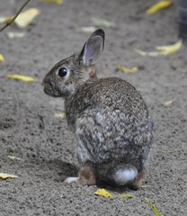 Sylvilagus floridanus