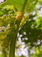 Misumenops callinurus