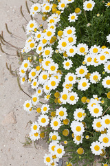 Anthemis maritima