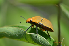 Heteroptera