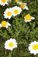 Anthemis maritima