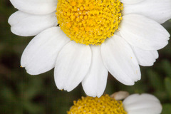 Anthemis maritima