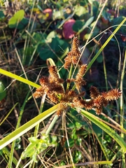 Cyperus ligularis image