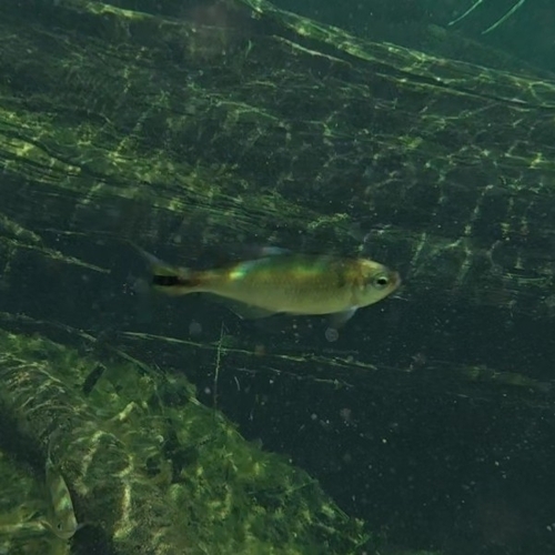 Striped mountain tetra (Hemibrycon taeniurus) — Characidae — 4