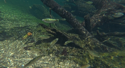 Striped mountain tetra (Hemibrycon taeniurus) — Characidae — 3