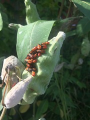 Oncopeltus fasciatus