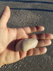 Anadara secticostata