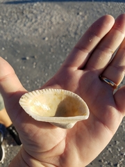 Anadara secticostata